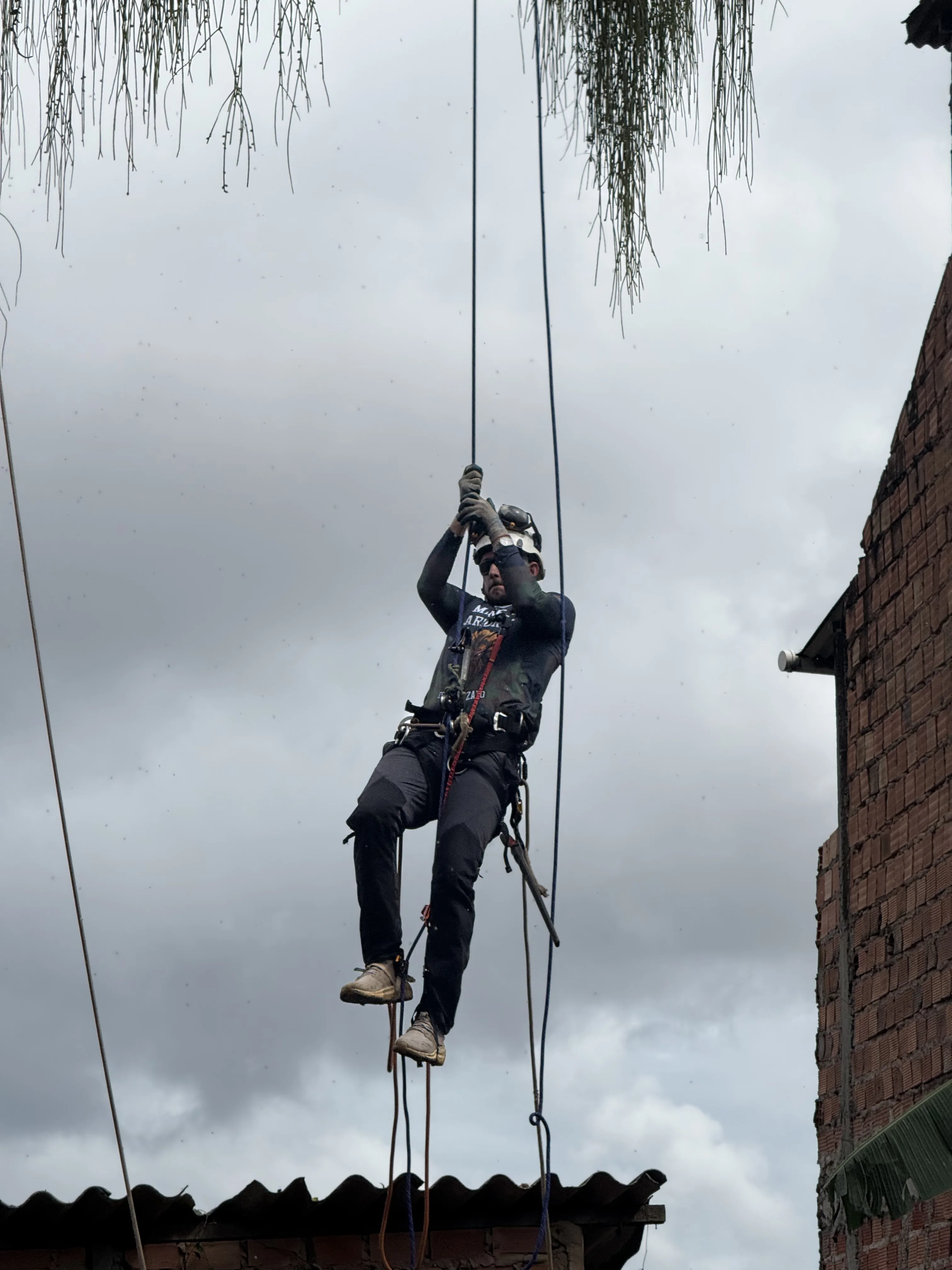 Profissional suspenso em sistema de cordas durante trabalho arbóreo próximo a uma edificação
