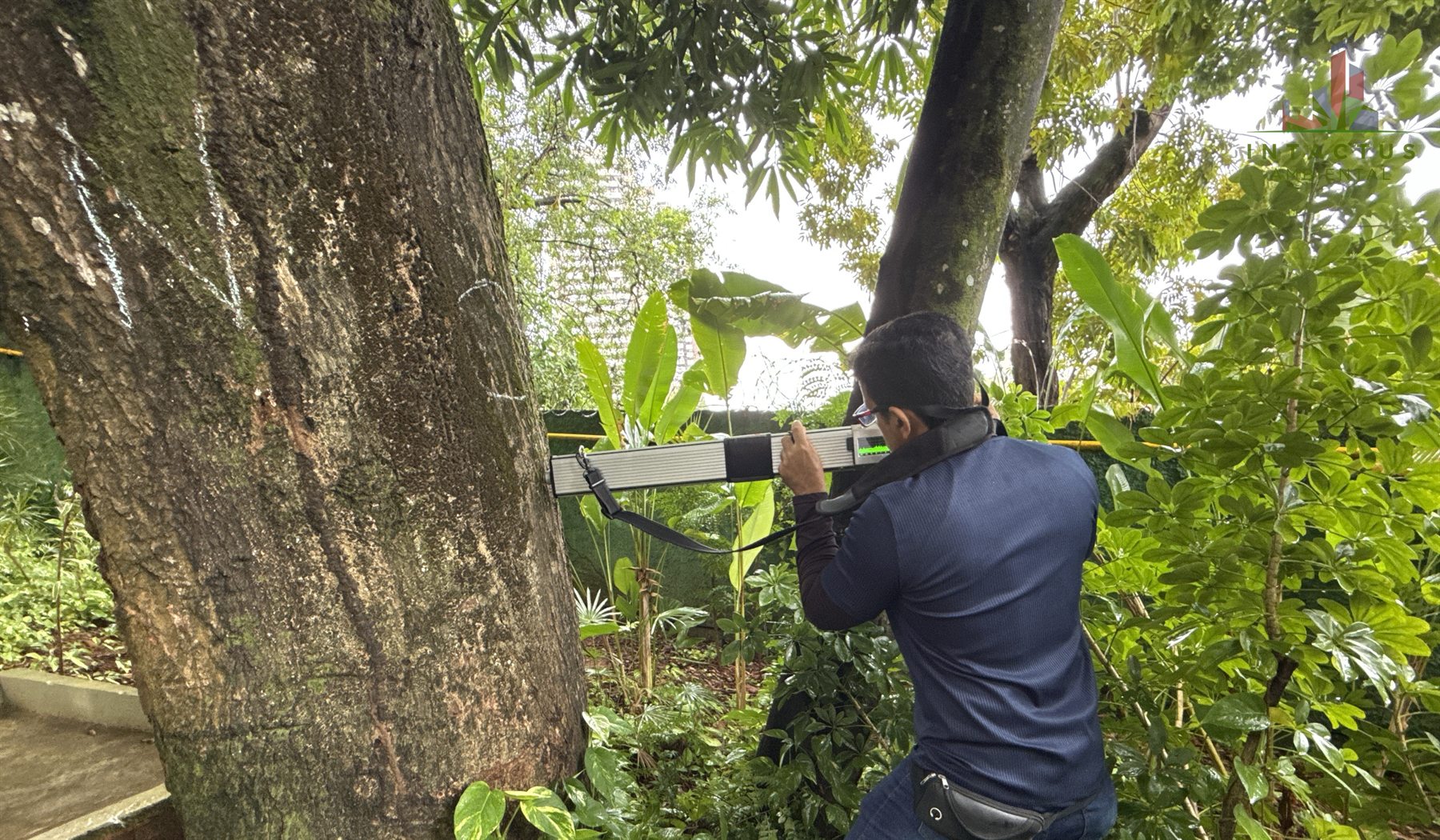 Arborista realiza avaliação de risco em mangueira com equipamento de penetrografia