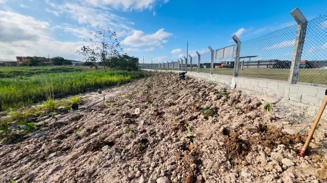 Área de recuperação com mudas implantadas ao longo do cercamento