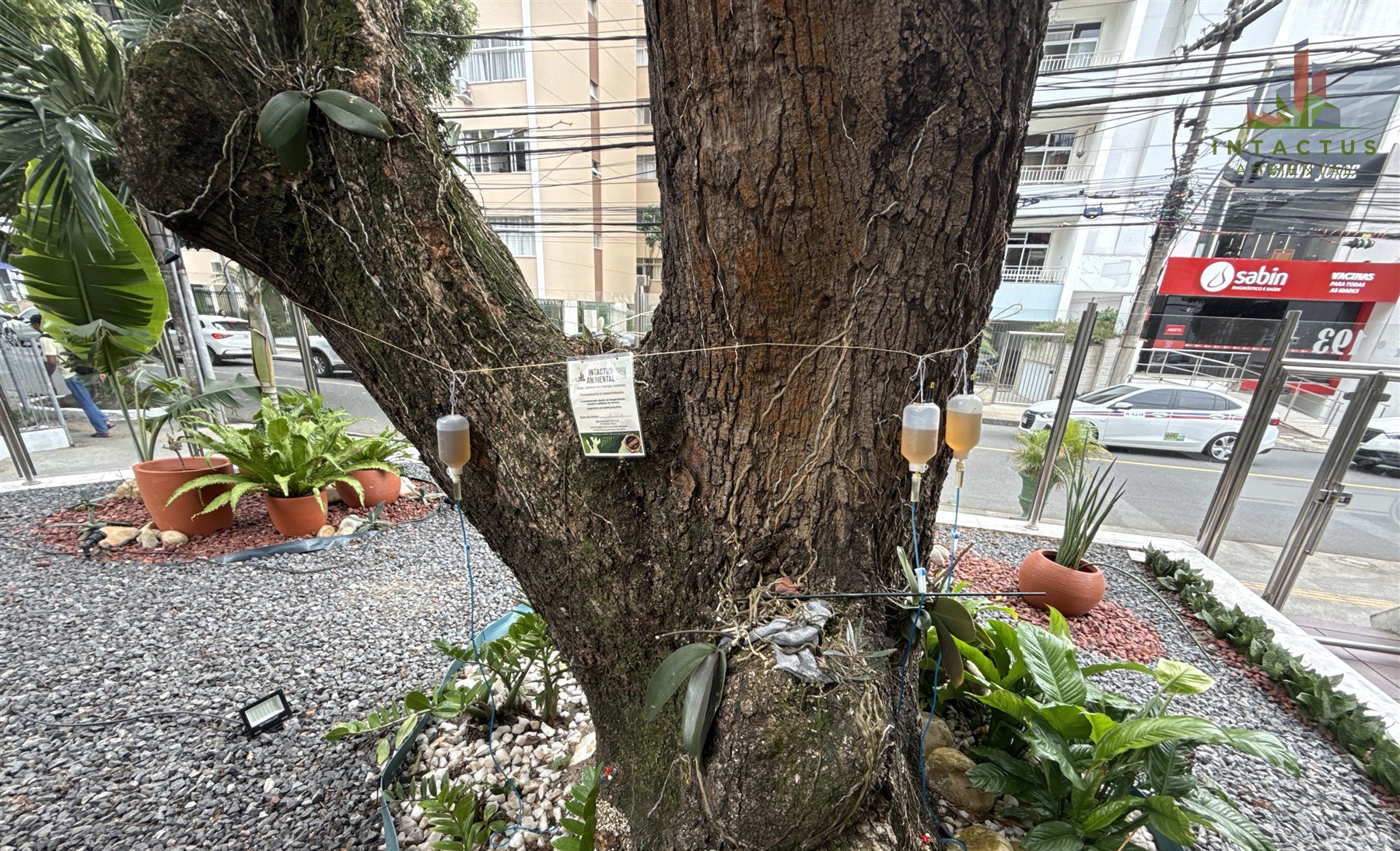 Frascos conectados por linhas ao tronco durante uma aplicação de endoterapia em árvore urbana
