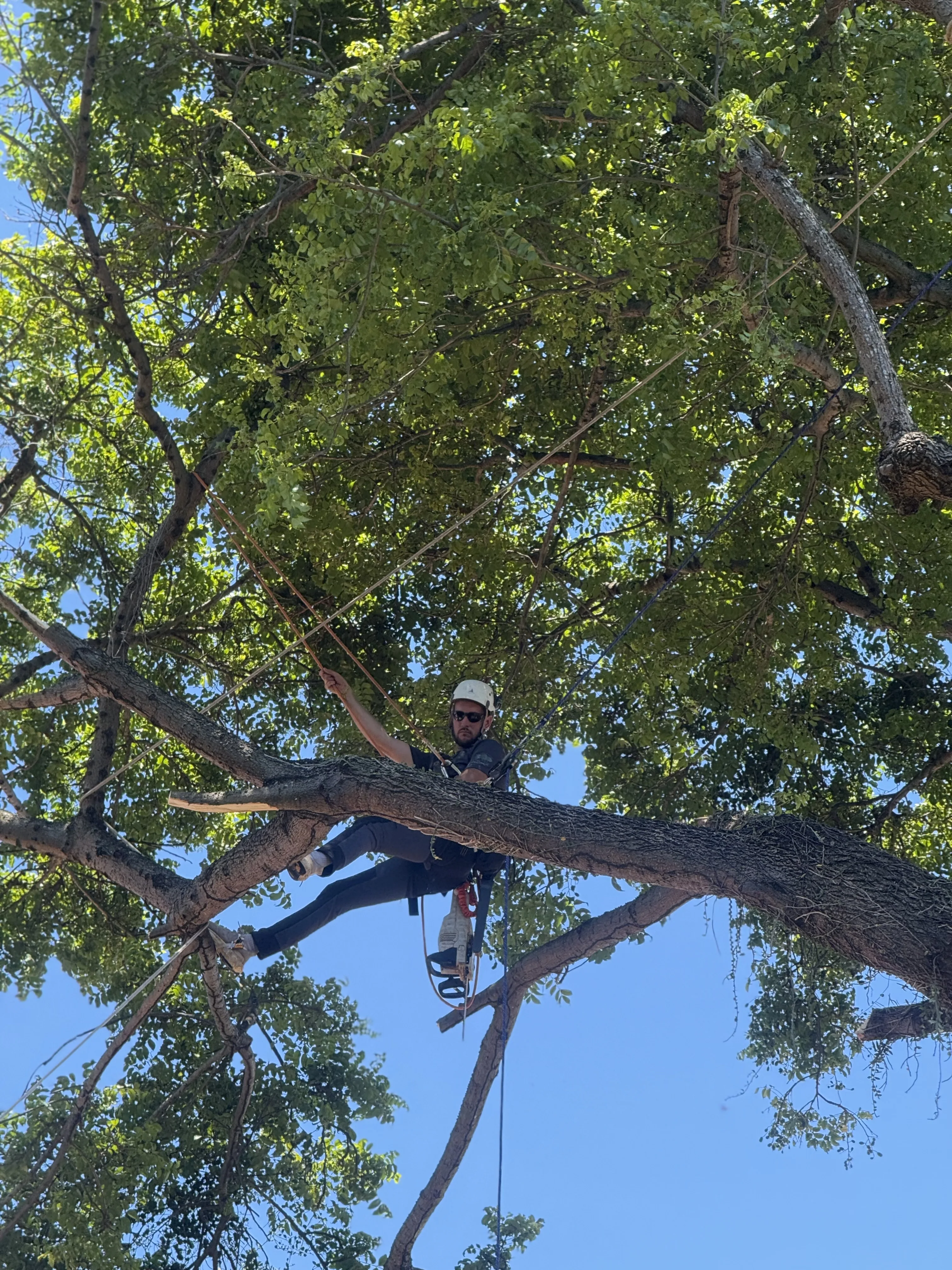 Arborista acessando a copa e trabalhando entre os galhos com apoio de cordas
