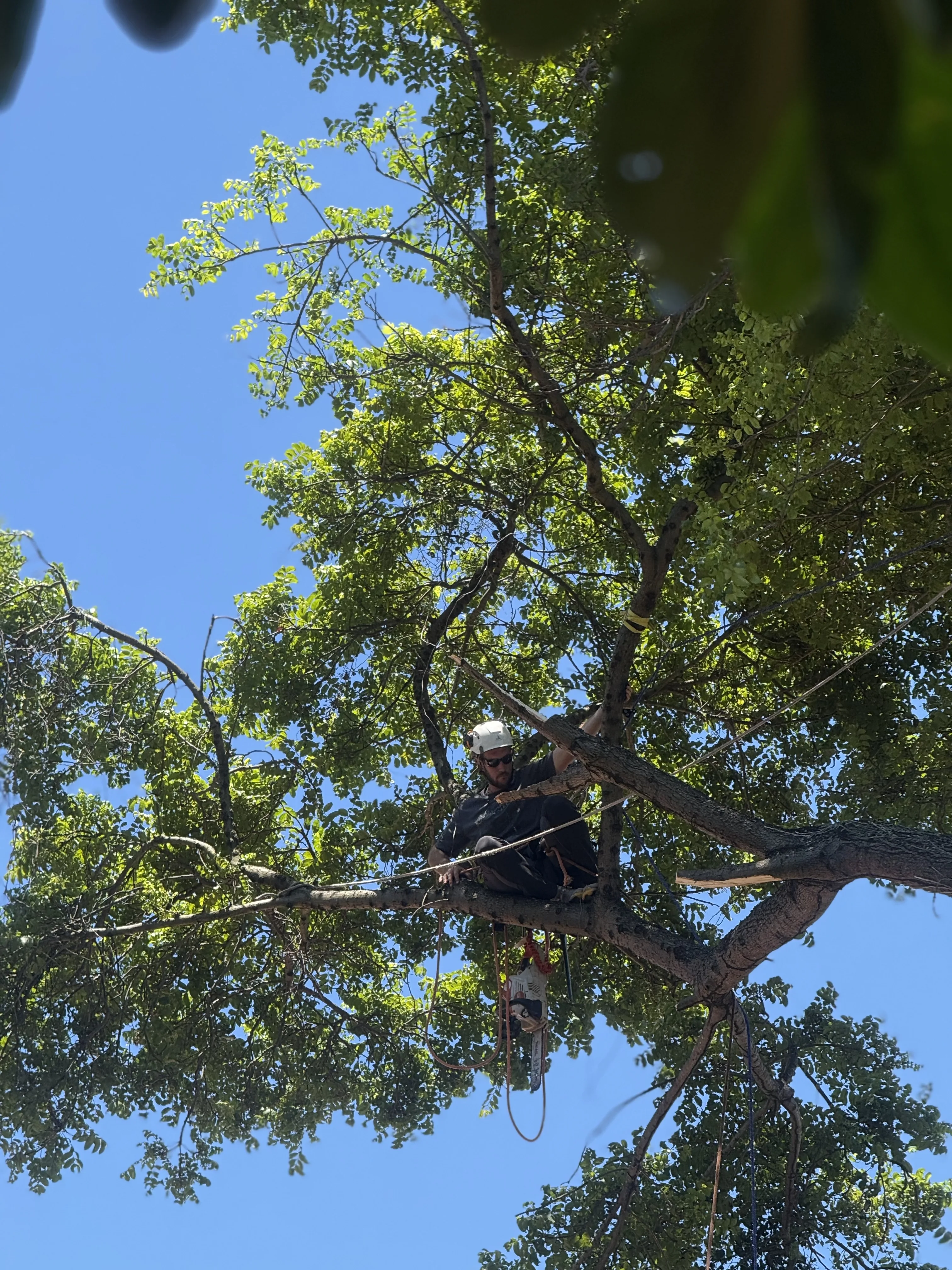 Arborista alcançando a copa com uso de cordas durante intervenção em árvore urbana