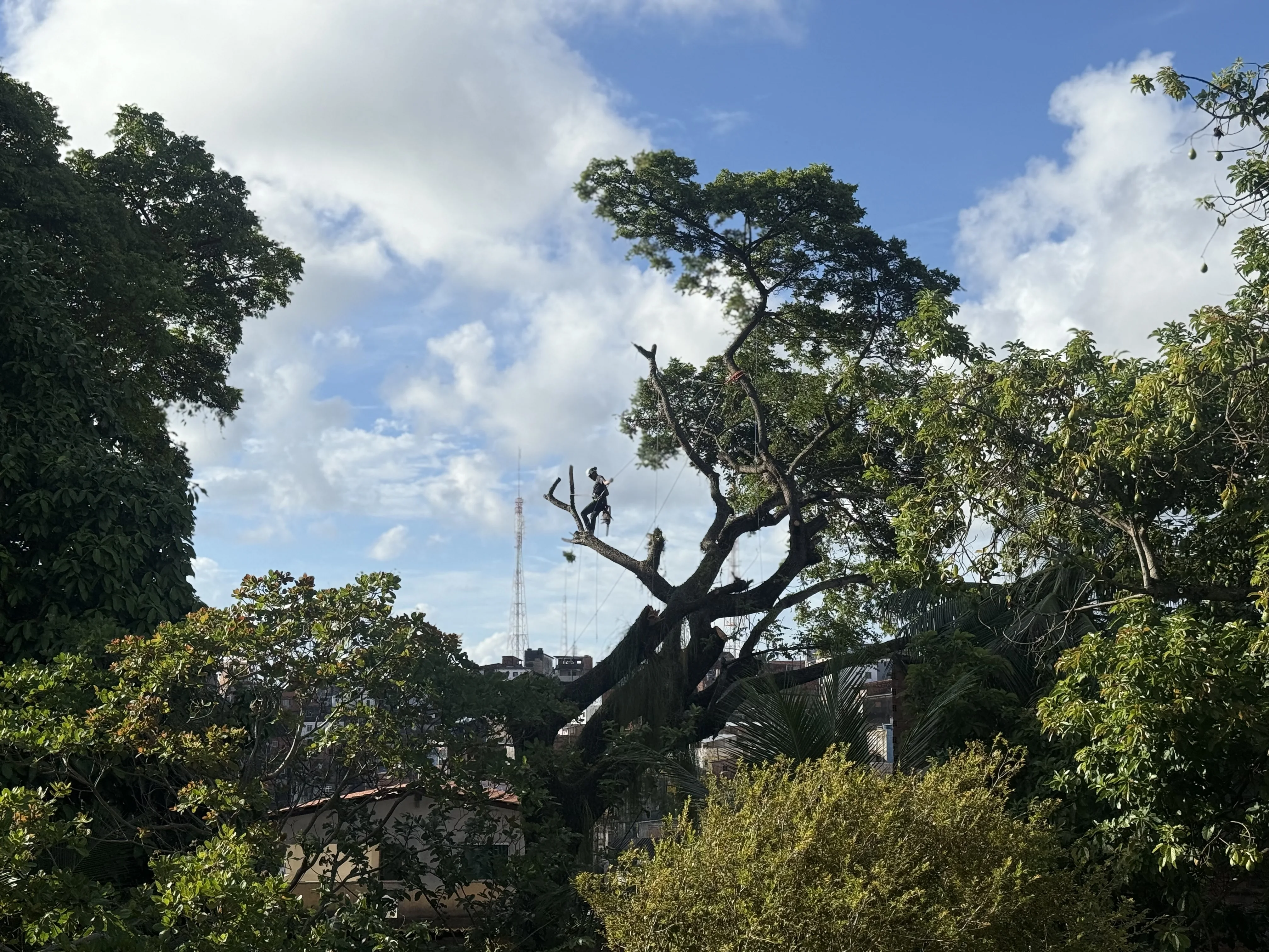 Arborista em escalada por cordas realizando manejo de uma árvore urbana