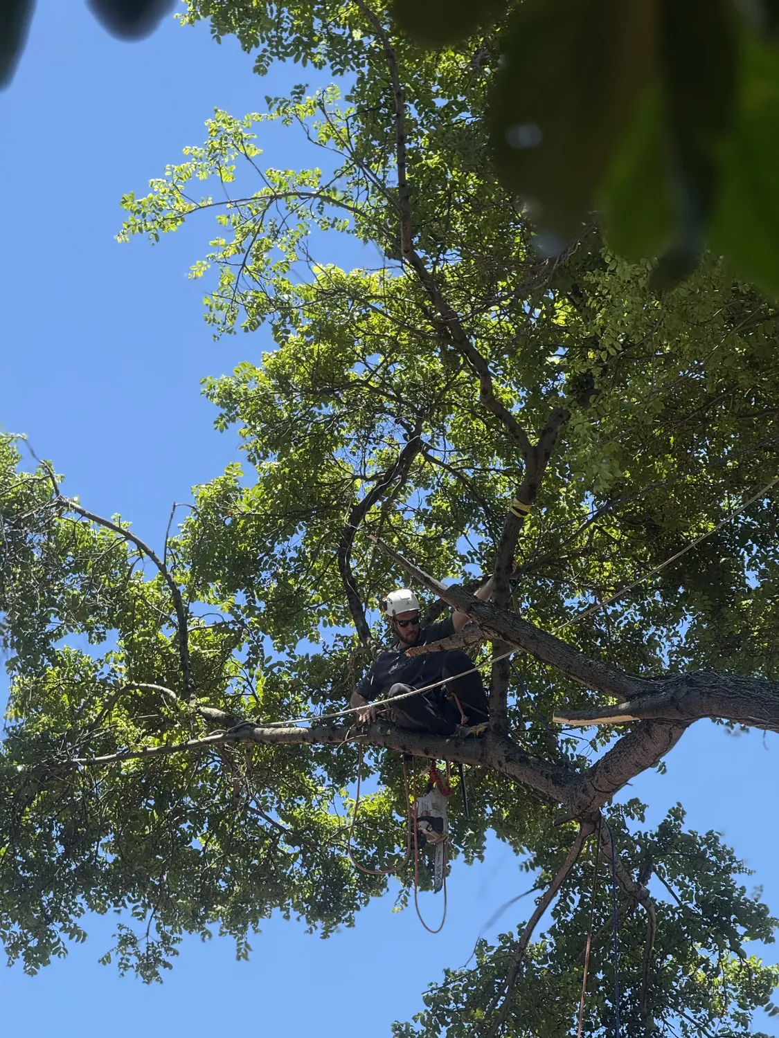 Arborista alcançando a copa com uso de cordas durante intervenção em árvore urbana