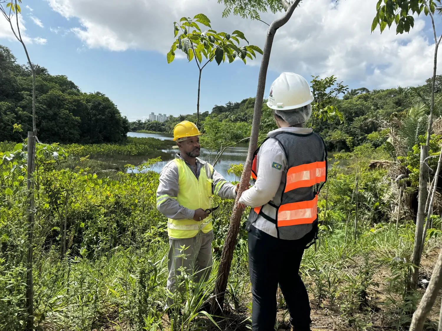 Muda e vegetação em uma área de plantio acompanhada pela Intactus