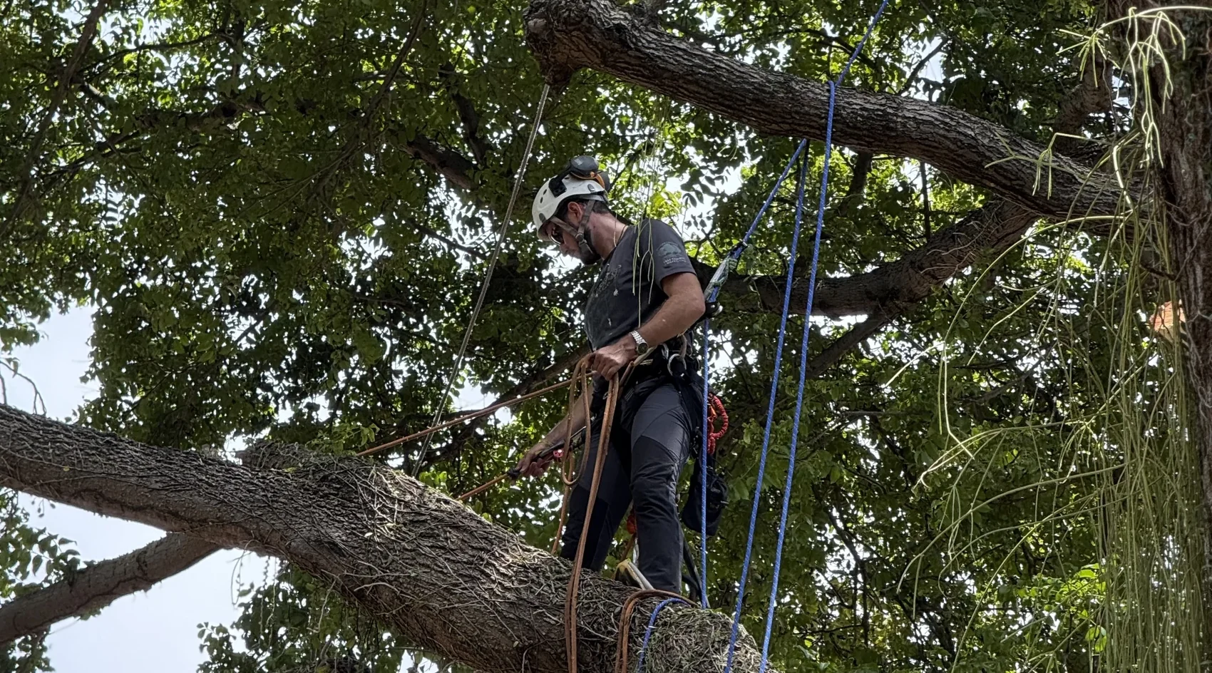 Arborista realiza trabalho em altura na copa de uma árvore, com cordas e equipamentos de segurança