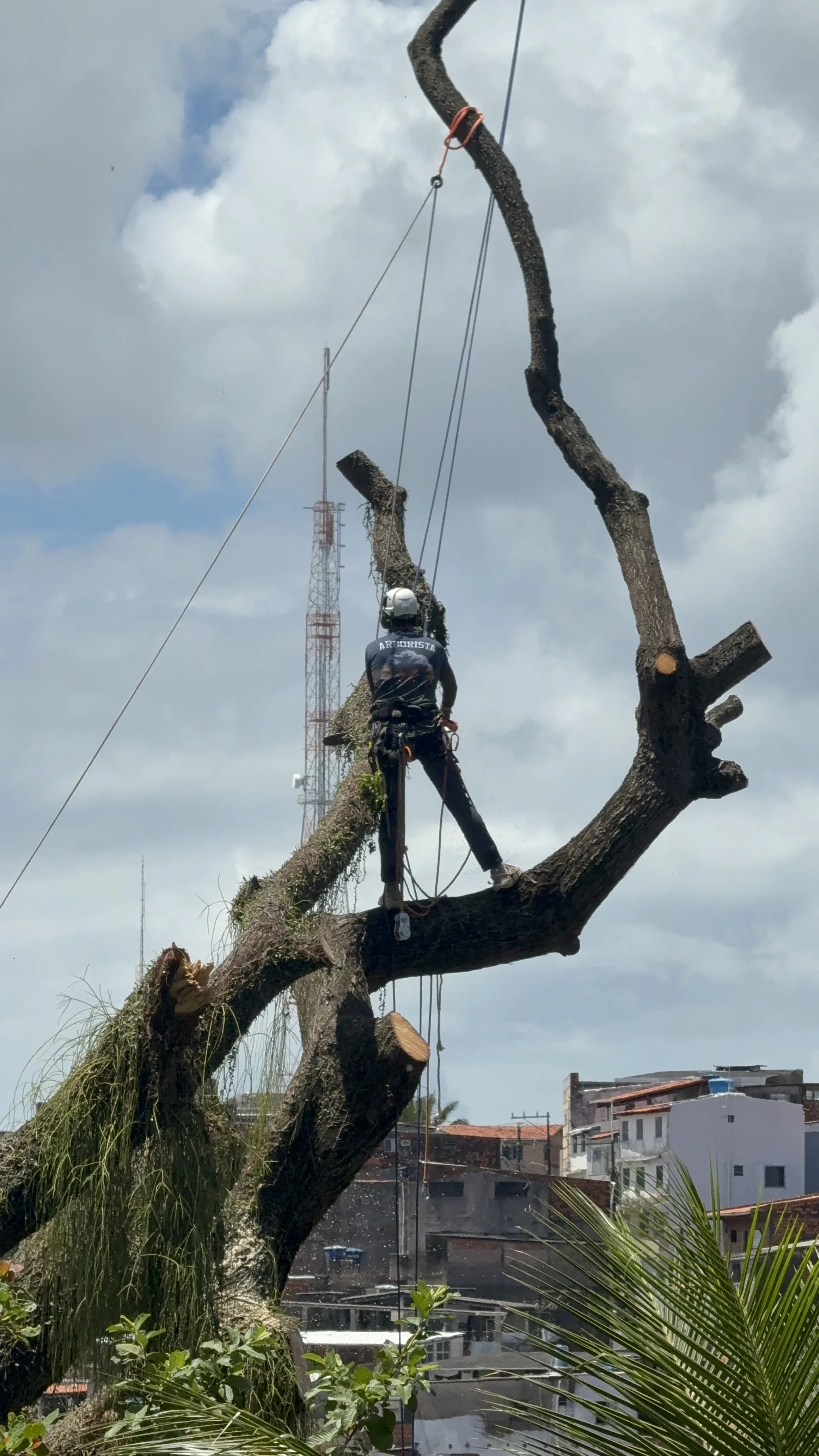 Arborista posicionado na estrutura de uma árvore durante manejo em altura