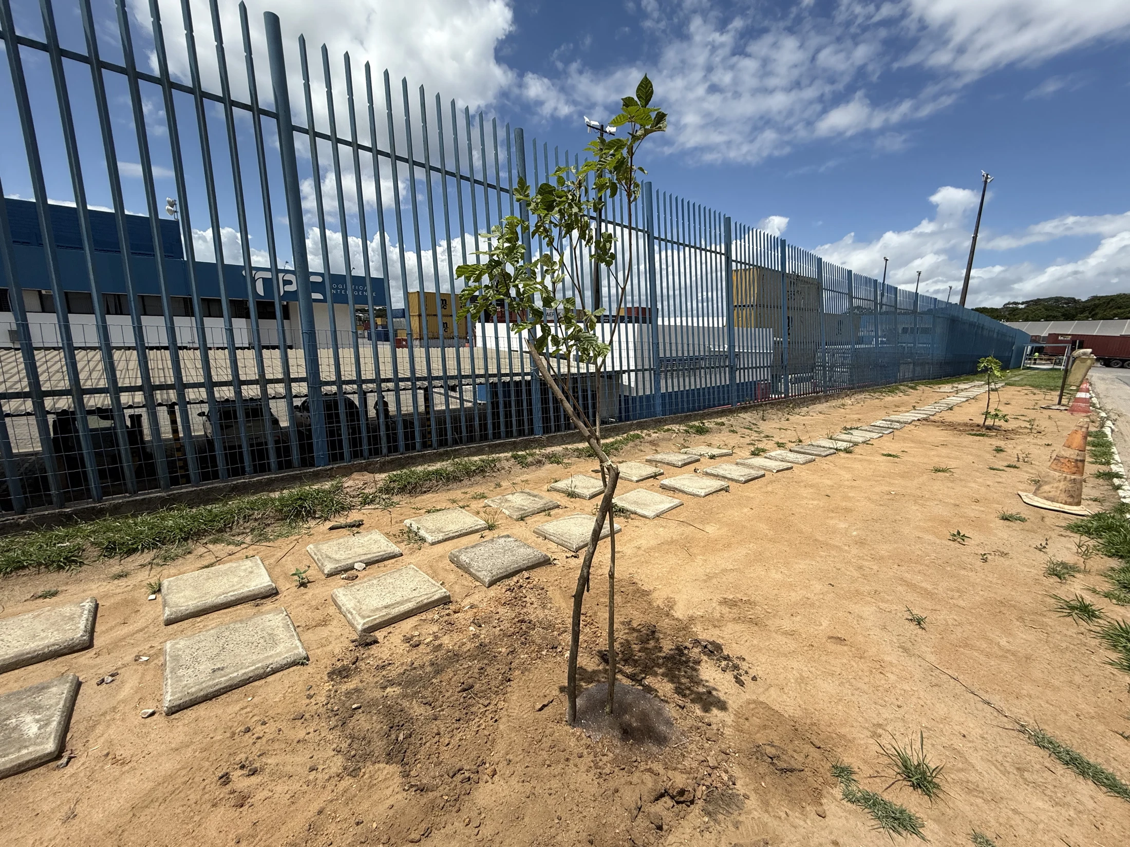 Árvores jovens plantadas junto a uma instalação industrial