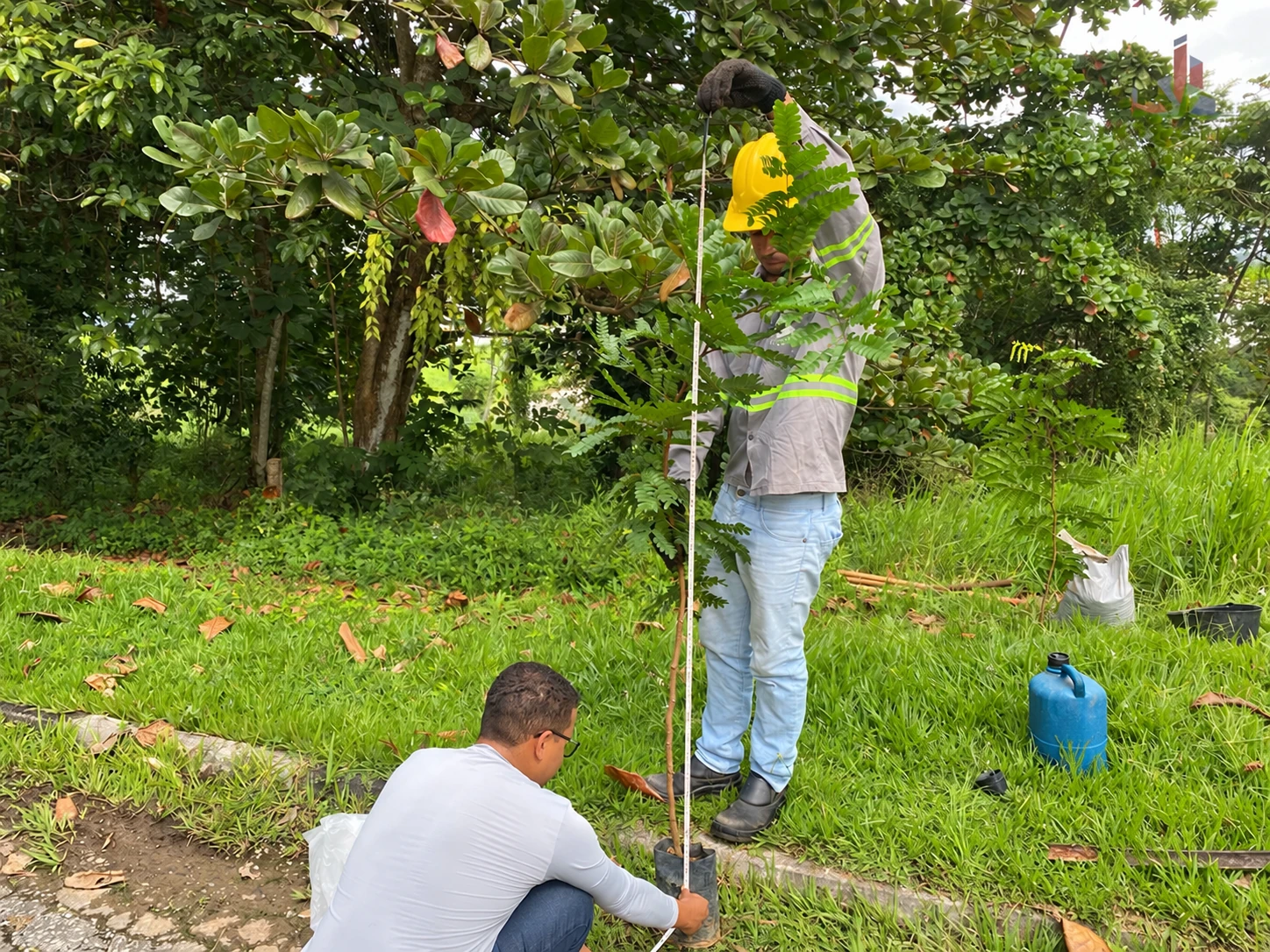 Equipe verificando a altura de uma muda durante plantio na Vopak