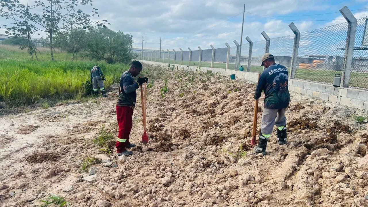 Equipe prepara a área de recuperação ambiental no complexo industrial BYD
