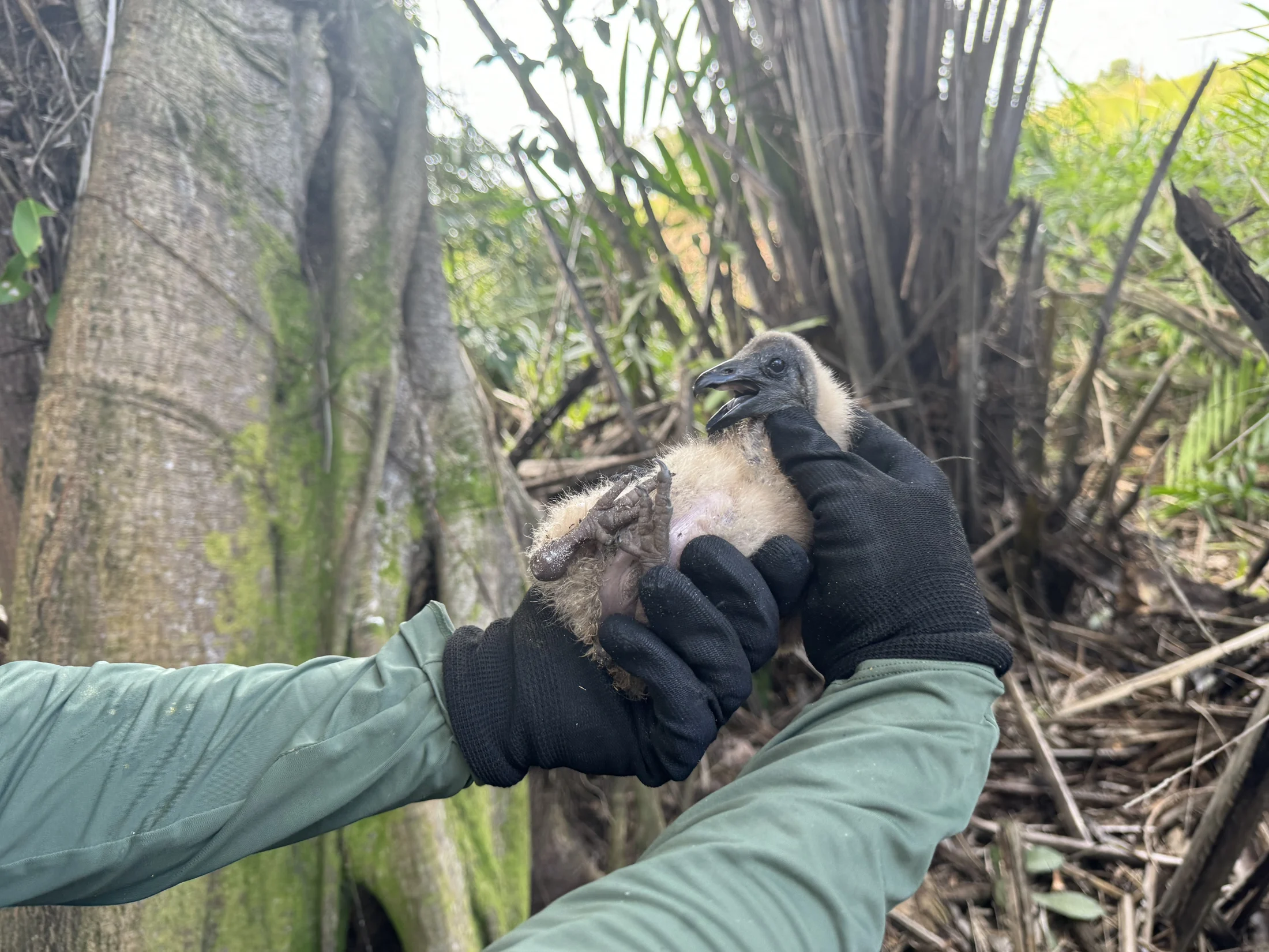 Atendimento à fauna realizado por profissional com equipamento de proteção