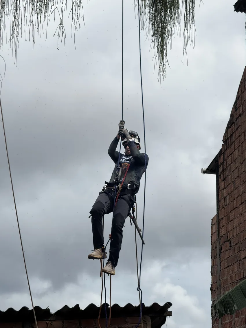 Arborista acessa uma árvore com cordas para realizar manejo na copa