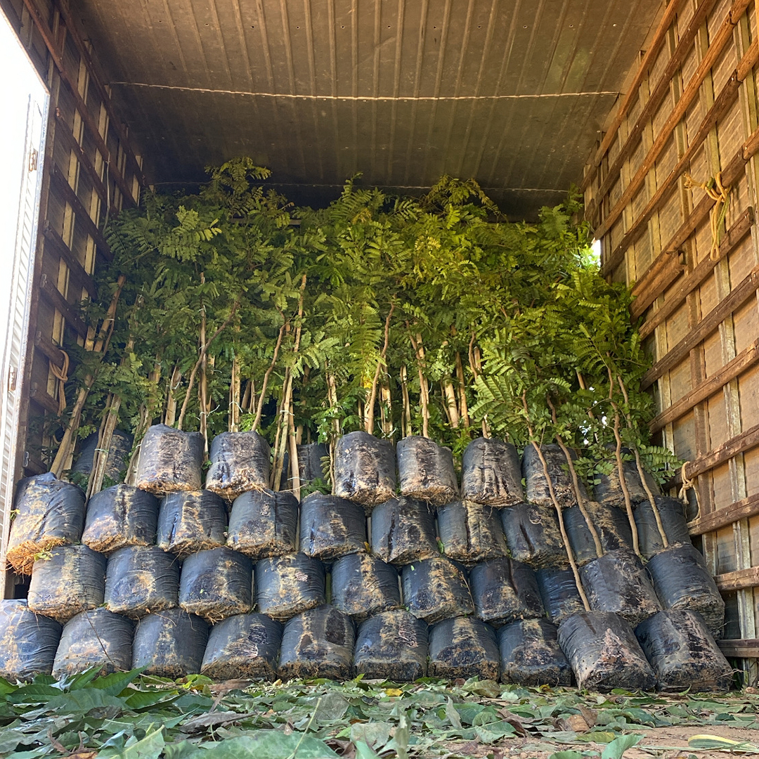 Manutenção Arbórea - Plantio e Monitoramento de mais de Mudas Nativas