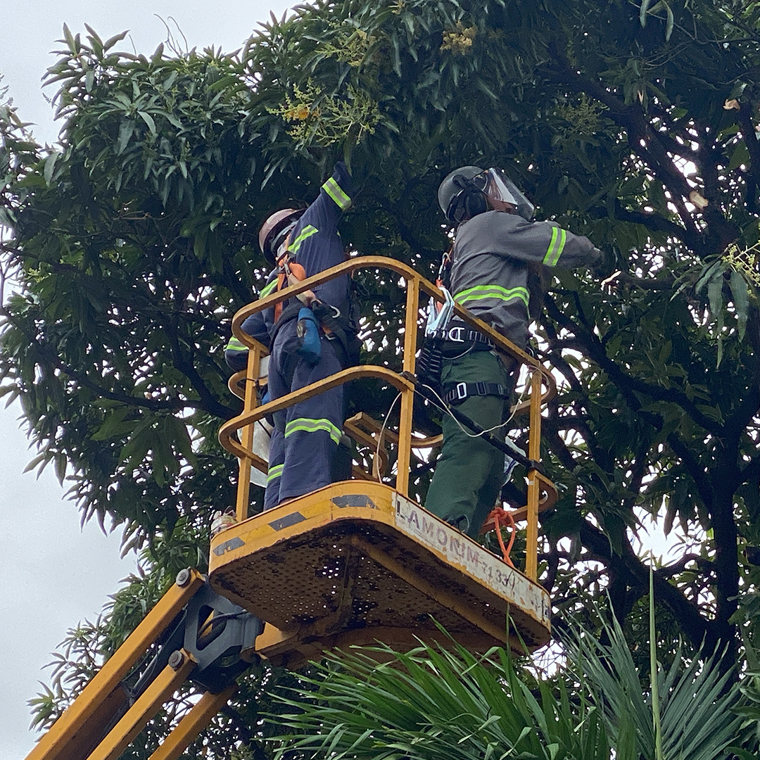 Galeria de serviços ambientais da Intactus Ambiental