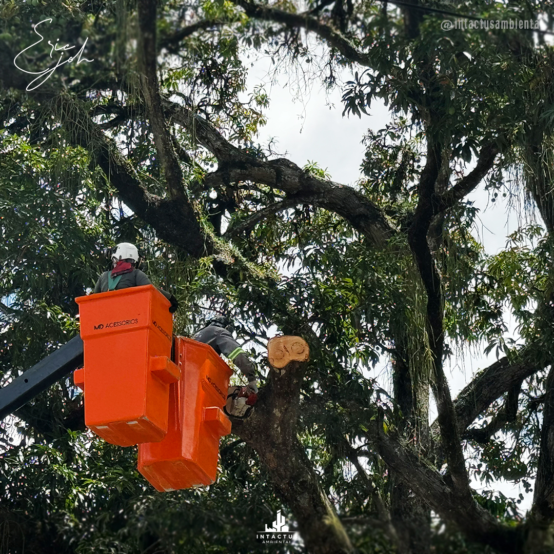 Serviços Profissionais de Manutenção Arbórea - Poda e Supressão Vegetal.